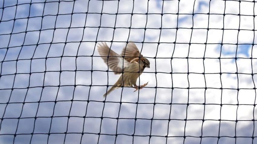 Anti-bird mesh installation preventing bird entry in balcony area